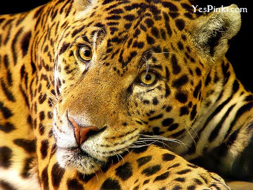 the-jaguar