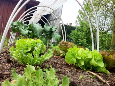 plastic-tunnel-serre-interplanting-sla-lenteui-broccoli-radijzen-verlenging-groeiseizoen
