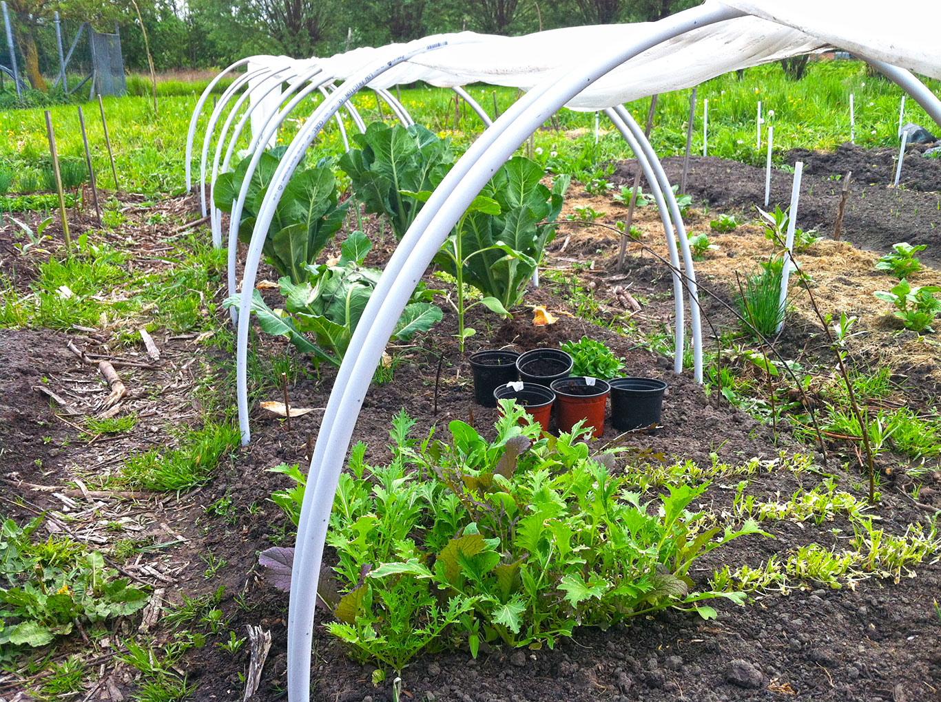 plastic-tunnel-serre-interplanting-sla-lenteui-broccoli-radijzen-verlenging-groeiseizoen2