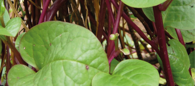 Klimspinazie, Malabarspinazie Basella 'Rubra'