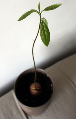 avocado plant boom kweken uit pit 30 centimeter hoog